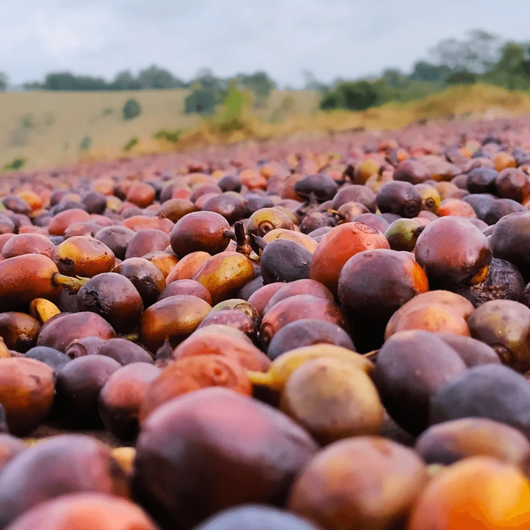 Café fermentado Cambú Coffee — processo especial de origem controlada